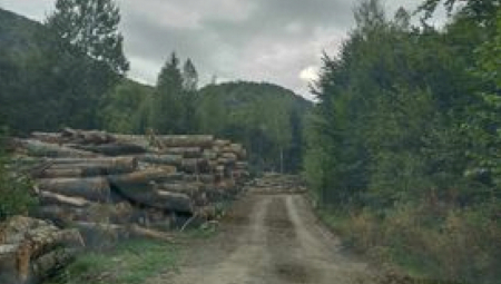 ŠUMSKA MAFIJA HARA CRNOM GOROM: Ovako na štetu građana ZLOUPOTREBLJAVAJU UREDBU Uprave za šume