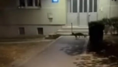 Prenosilac opasnog virusa sada i na Karaburmi (VIDEO)