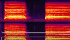 "VRISAK HILJADU LEŠEVA" Ovo je najjeziviji zvuk na svetu (VIDEO)