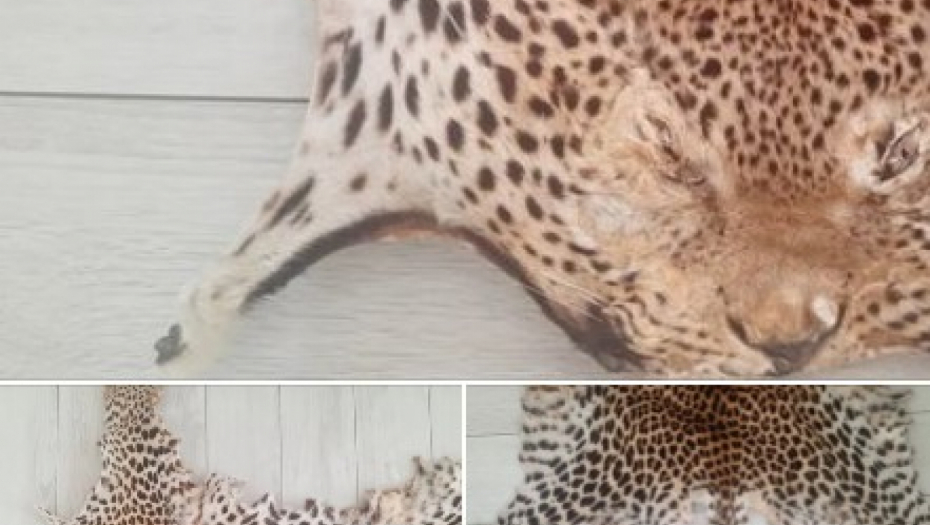 OGLAS DIGAO SRBIJU NA NOGE Besramno prodaje kožu leoparda sa glavom, a kad vidite cenu naježićete se