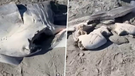 VODA IZBACILA UŽAS, MORSKA ZVER RASKOMADANA Jezivo otkriće na plaži, meštani nikada nisu videli ništa slično (VIDEO)