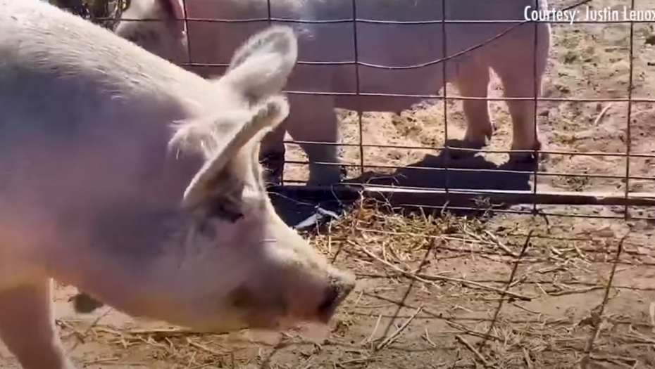 NOVI DOM ZA SVINJU UNIŠTITELJA Jurili ga po selu, harao po poljima, kopao travnjake... ali je na kraju dolijao! (VIDEO)