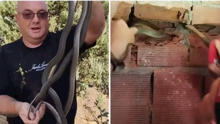 VLADICA RAZLUPAO ZIDOVE, IZ NJIH POVADIO ZMIJE Jeziva scena, krile su se u pukotinama kuće u Držanovcu