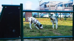 VETERINAR, FRIZER, HOTEL... Evo koliko Srbi potroše na pse svakog meseca