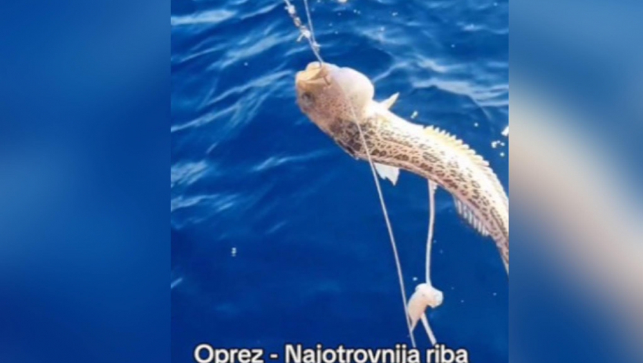 HRVATI UPECALI NAJOTROVNIJU RIBU JADRANA Izaziva neopisivu bol koja se povećava do padanja u nesvest