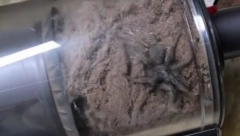 ŽENA POGLEDALA ŠTA JE U USIVAČU I POČELA DA VRIŠTI Zbog ovog prizora noćima nije mogla da spava