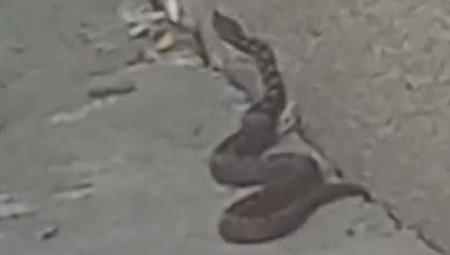 GRAĐANI U PANICI Velika zmija na ulicama Banjaluke, sumnja se da je u pitanju otrovnica (VIDEO)