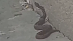 GRAĐANI U PANICI Velika zmija na ulicama Banjaluke, sumnja se da je u pitanju otrovnica (VIDEO)