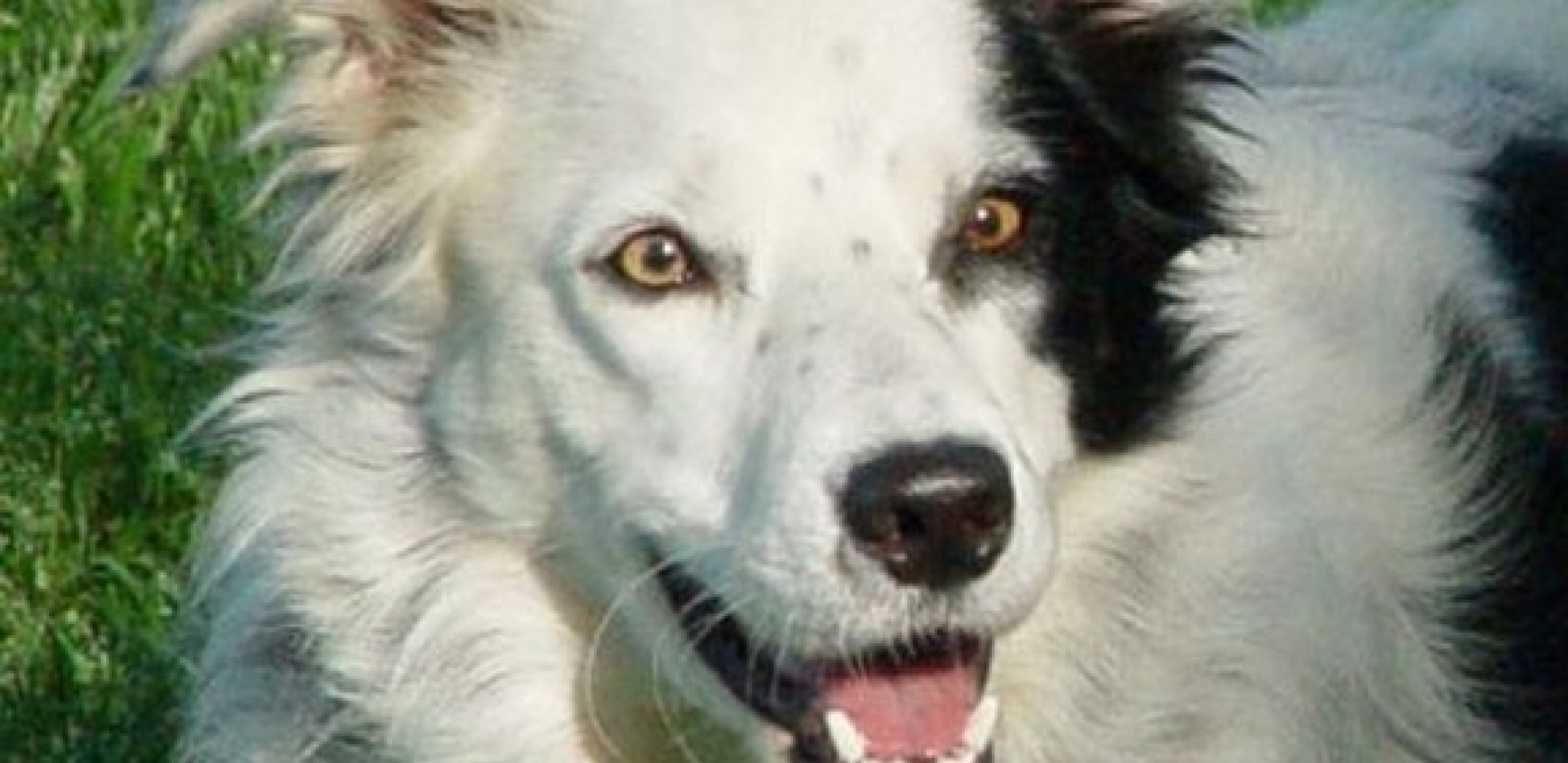 JEDNU STVAR SVAKI PAS RADI KAD JE U BLIZINI LOŠEG ČOVEKA Ovo je njihova prva reakcija - zapamtite je dobro