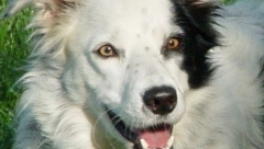 NAJPAMETNIJI PAS NA SVETU Priča o Čejser, border koliju koji je znao preko 1.000 reči