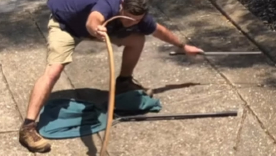 UHVATIO ZMIJU GOLIM RUKAMA Pokušala da ga ujede, pa čovek brzo reagovao (VIDEO)