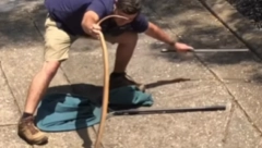 UHVATIO ZMIJU GOLIM RUKAMA Pokušala da ga ujede, pa čovek brzo reagovao (VIDEO)