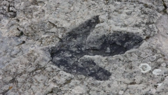 OTKRIVENI OGROMNI TRAGOVI DINOSAURUSA Stvorenje iz doba krede bilo dugo 7 metara, na fosile naišli radnici