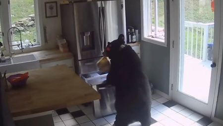 DOĐEŠ IZ ŠUME UMORAN I GLADAN Medo "ladno" ušao u restoran i iz frižidera izvadio lazanje, milioni gledaju u neverici