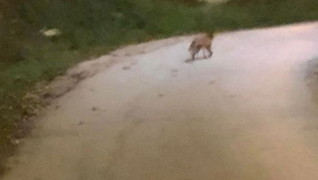 JEDNI STRAHUJU OD BESNILA, DRUGI BI JE UDOMILI Divlja životinja prošetala kroz Čačak