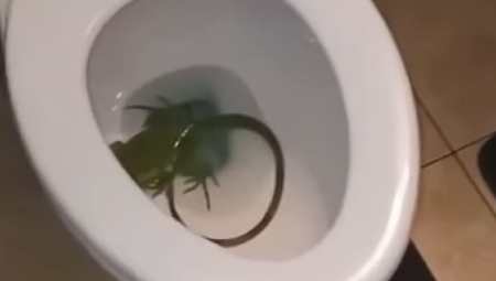 UŽAS IZ TOALETA Čovek našao ogromnog guštera u WC šolji (VIDEO)
