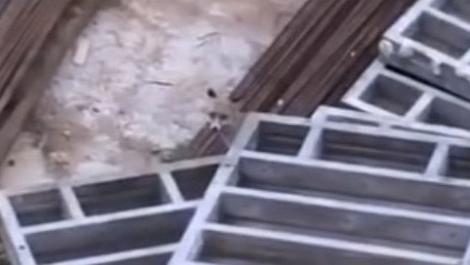 KAMERA ZABELEŽILA NESVAKIDAŠNJI PRIZOR Divlja životinja viđena na Banjici (VIDEO)