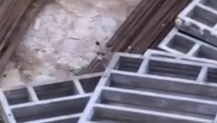 KAMERA ZABELEŽILA NESVAKIDAŠNJI PRIZOR Divlja životinja viđena na Banjici (VIDEO)