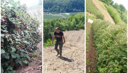 RASTAO BEZ VODE I STRUJE, SADA GAJI MALINE I KROMPIR Dobrivoja nemaština vukla u napredak