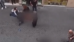 UZNEMIRUJUĆI SNIMAK! Jeziva scena u Rimu, rotvajler pao sa trećeg sprata na trudnicu