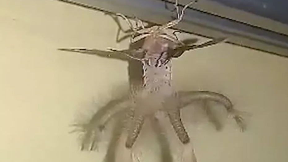 ČOVEK SE PRESTRAVIO KADA JE UGLEDAO OVO NA SVOM ZIDU Nikada nije video ništa slično