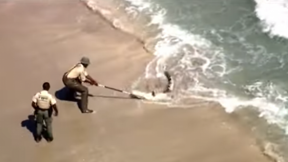 NEOČEKIVANO SE POJAVIO KRVOLOČNI PREDATOR Kupači bežali iz vode, dramatična scena na plaži u Floridi (VIDEO)