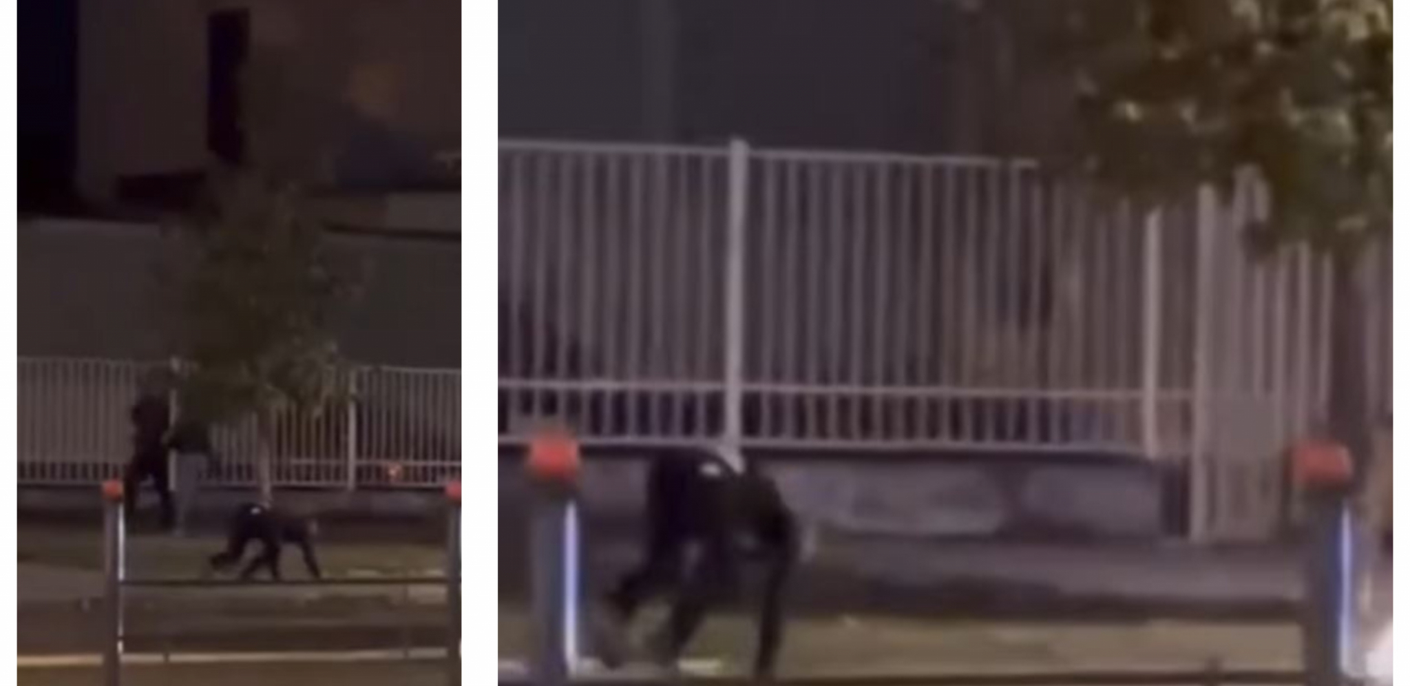 USRED NOĆI SKAČE PO ULICI I PENJE SE NA DRVO KAO ŠIMPANZA Snimak iz Novog Sada šokirao građane