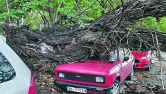 JEZIVO NEVREME ČUPALO DRVEĆE U INĐIJI! Oglasila se opština, stabla padala na vozila (FOTO)