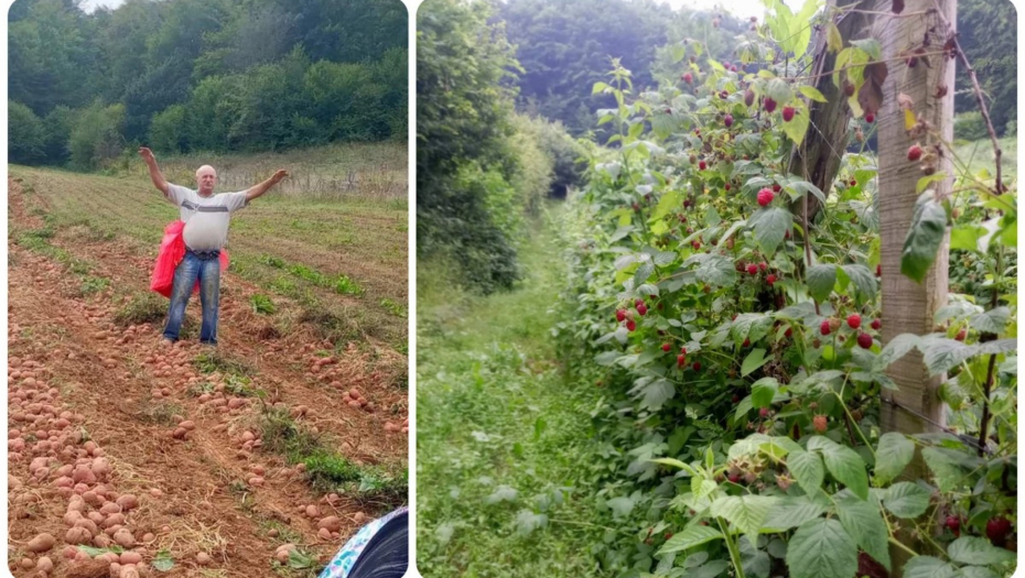 "HOĆEMO DA ŠIRIMO ZASADE, ALI NE MOŽE BEZ PLANA I ULAGANJA" Božidar iz Sinoševića: Ovo je bogom dan kraj za krompir i maline