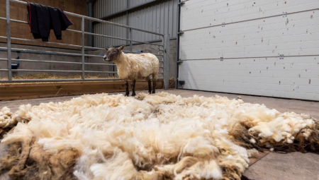 VELIKA OPERACIJA "Najusamljenija ovca" u Velikoj Britaniji spasena posle dve godine