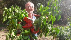 NAJBOLJA DOMAĆA PRIHRANA IZ KUHINJE Samo zalivajte papriku ovim rastvorom i rađaće do besvesti