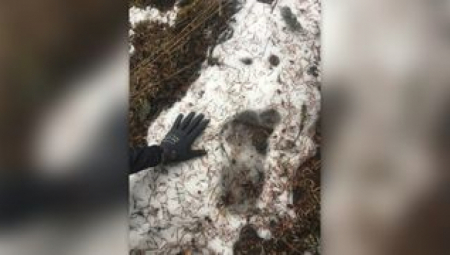 JETIJEVA KOSA PRONAĐENA NA HIMALAJIMA?