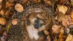 VIDELI STE MRTVOG JEŽA? Ovu jednu stvar nikako nemojte raditi, jer će vam biti žao