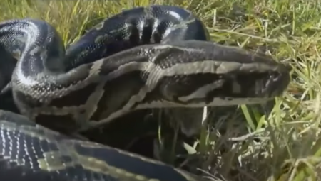 PITON PROGUTAO ŽENU!  Šokantni detalji horora u Indoneziji