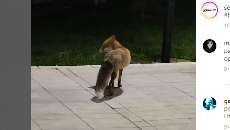 LISICA PROŠETALA BEOGRADOM PA SVRATILA DO PET ŠOPA VIDEO: Pogledajte kako je izgledala poseta gosta glavnom gradu