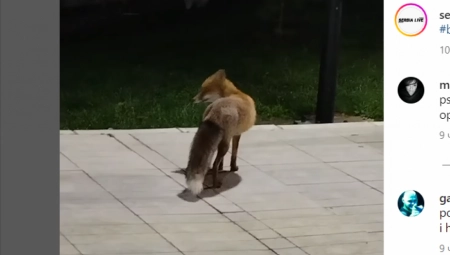 LISICA PROŠETALA BEOGRADOM PA SVRATILA DO PET ŠOPA VIDEO: Pogledajte kako je izgledala poseta gosta glavnom gradu