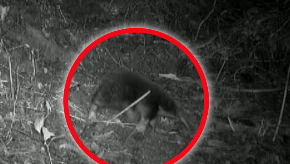 NAUČNICI PRONAŠLI DREVNO STVORENJE Neobična vrsta stara koliko i dinosaurusi, a do sada jedini trag bio skelet u muzeju (VIDEO)