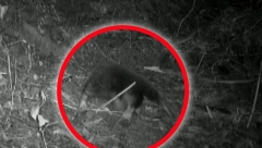 NAUČNICI PRONAŠLI DREVNO STVORENJE Neobična vrsta stara koliko i dinosaurusi, a do sada jedini trag bio skelet u muzeju (VIDEO)