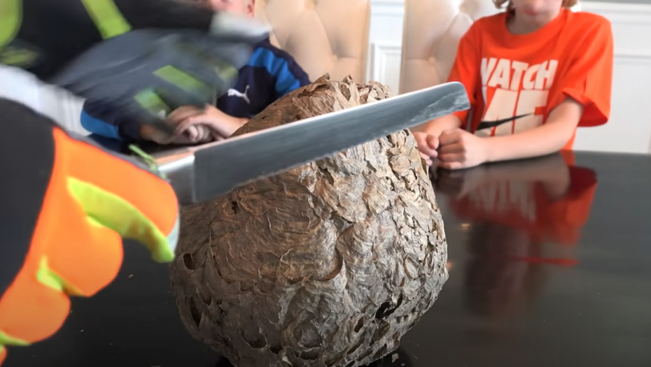 PRESEKAO OSINJAK NA POLA Evo šta su zatekli unutra (VIDEO)