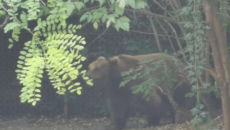 DRAMA KOD IVANJICE Mečka upala na imanje Gojkovića, napravila haos