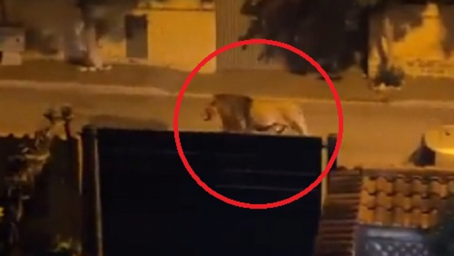 UHVAĆENA DIVLJA ZVER U RIMU Lav pobegao iz cirkusa, pola dana lutao gradom, evo kako su mu doakali (VIDEO)