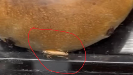 KAKO JE OVO MOGUĆE? Užas u Beogradu, buba šeta po pecivu u poznatoj prodavnici, korisnici društvenih mreža pobesneli