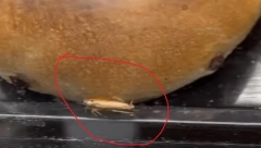 KAKO JE OVO MOGUĆE? Užas u Beogradu, buba šeta po pecivu u poznatoj prodavnici, korisnici društvenih mreža pobesneli