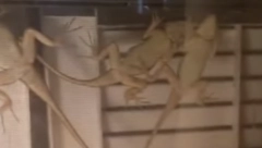 AMERIKANKA SVAKE NOĆI ZATEKNE OVAJ PRIZOR U SVOJOJ  KUĆI Njena prva reakcija iznenadiće mnoge (VIDEO)