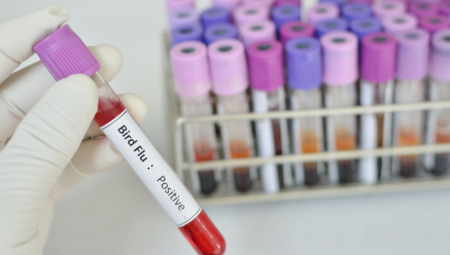 POTVRĐEN PTIČJI GRIP KOD BEČEJA Uginuo labud zaražen virusom u parku prirode Stara Tisa