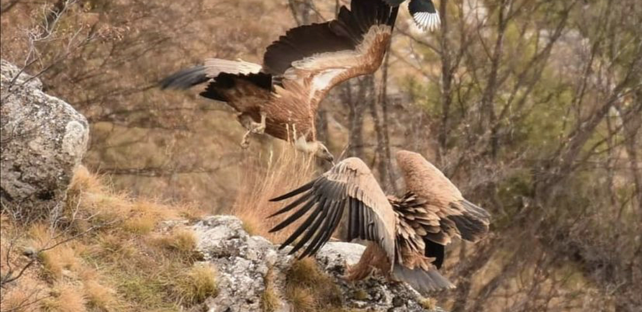 KRALJEVI SRPSKOG NEBA SE DIŽU KAO FENIKSI IZ PEPELA: Beloglavih supova u kanjonu Mileševke sve je više