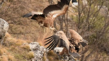 OVO NE PAMTE NI NAJSTARIJI ŽITELJI SJENICE: Veličanstven prizor! Nikad ovoliko beloglavih supova na jednom mestu (FOTO)