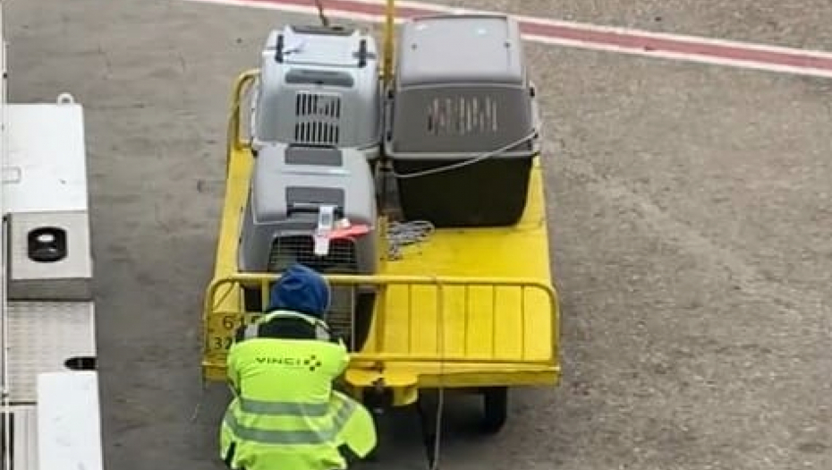 DIRLJIVA SCENA KOJA NIKOGA NE OSTAVLJA RAVNODUŠNIM Radnik na beogradskom Aerodromu pozdravljao životinje pred put