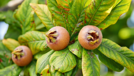 SREDNJOVEKOVNO VOĆE NEPRISTOJNOG IMENA Otkrivamo vam najnoviju nadu voćara
