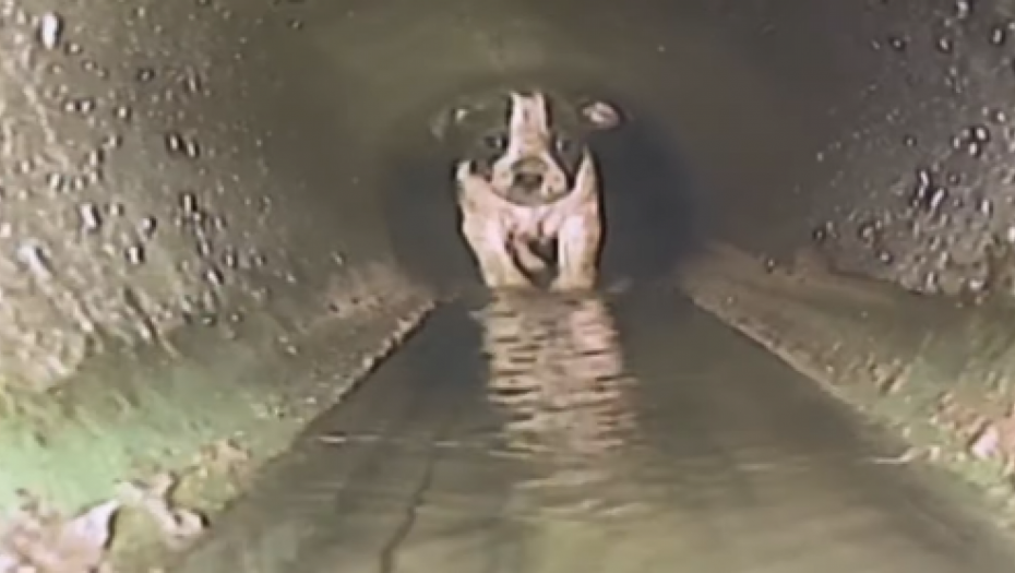 SPASENO ŠTENE IZ KANALIZACIJE Mali pas bio zaglavljen satima u cevi (VIDEO)